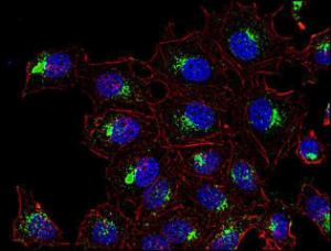 Anti-CD63 antibody