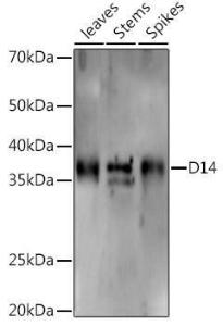 Antibody A310024-100 100 µl