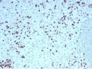 Immunohistochemical analysis of formalin-fixed, paraffin-embedded human tonsil tissue using Anti-Granzyme B Antibody [GZMB/4539R]