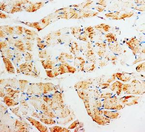 Anti-PMVK Rabbit Polyclonal Antibody