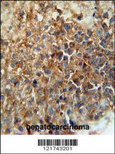 Anti-CD46 Rabbit Polyclonal Antibody (APC (Allophycocyanin))