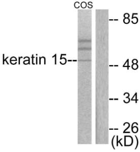 Western blot analysis of lysates from COS7 cells using Anti-Keratin 15 Antibody. The right hand lane represents a negative control, where the antibody is blocked by the immunising peptide