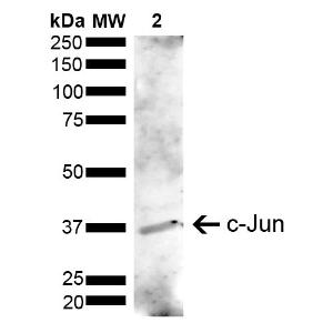 Western blot analysis of human Cervical cancer cell line (HeLa) lysate showing detection of ~3