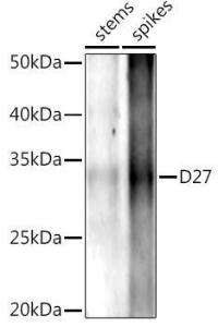 Western blot analysis of extracts of various tissues from the japonica rice (Oryza sativa L ) variety Zhonghua 11, using Anti-D27 Antibody (A310025) at 1:1,000 dilution