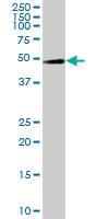 Anti-LYAR Mouse Polyclonal Antibody