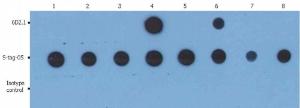 Dot Blot analysis of GST and GST-fusion proteins using Anti-PKAc Antibody (A85978) and Anti-GST Antibody [S-tag-05]. The total amount of material spotted on the nitrocellulose membrane is 5 ng/spot.