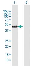 Anti-NR1I2 Rabbit Polyclonal Antibody