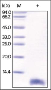 The purity of rh S100B was determined by DTT-reduced (+) SDS-PAGE and staining overnight with Coomassie Blue.