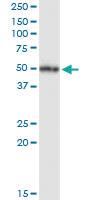 Anti-NR1I2 Rabbit Polyclonal Antibody