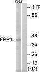 Anti-FPR1 Rabbit Polyclonal Antibody