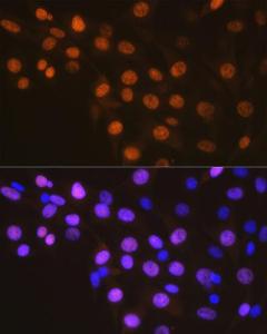 Immunofluorescence analysis of NIH-3T3 cells using Anti-Cyclin A2 Antibody [ARC0359] (A308964) at a dilution of 1:100 (40X lens). DAPI was used to stain the cell nuclei (blue)