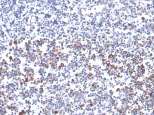 Immunohistochemical analysis of formalin-fixed, paraffin-embedded human tonsil using Anti-CD134 Antibody [OX40/3427]