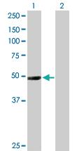 Anti-NR1I2 Rabbit Polyclonal Antibody