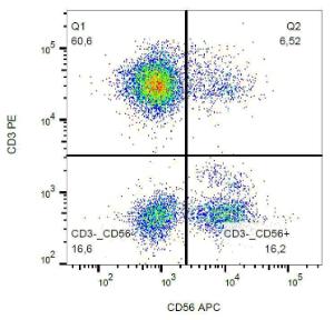 Surface staining of human peripheral blood lymphocytes with Anti-CD56 Antibody (A85982)