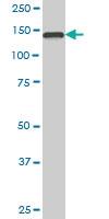 Anti-TRAPPC10 Mouse Monoclonal Antibody [clone: 5D5]