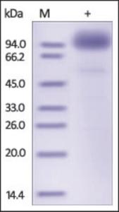 The purity of rh SCARB2 / CD36L2/ LIMP2 Fc Chimera was determined by DTT-reduced (+) SDS-PAGE and staining overnight with Coomassie Blue.