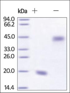 The purity of rh VEGF121 was determined by DTT-reduced (+) and non-reduced (-) SDS-PAGE and staining overnight with Coomassie Blue.