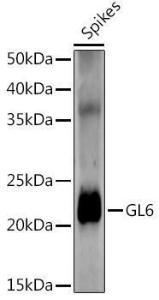 Western blot analysis of extracts of various tissues from the japonica rice