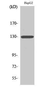 Anti-IL3RB Rabbit Polyclonal Antibody