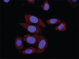 Anti-TGFB1 + DAXX Antibody Pair