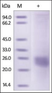 The purity of mouse VEGF164 was determined by DTT-reduced (+) SDS-PAGE and staining overnight with Coomassie Blue.