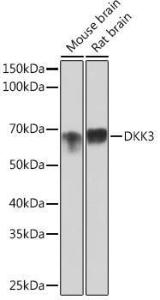 Anti-Dkk3 Rabbit Monoclonal Antibody [clone: ARC0861]