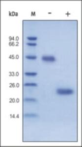 The purity of rh VEGF165 was determined by DTT-reduced (+) and non-reduced (-) SDS-PAGE and staining overnight with Coomassie Blue.