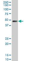 Anti-LDB1 Mouse Monoclonal Antibody [clone: 2G9]