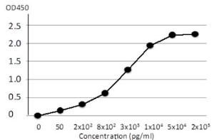 Anti-Varicella Zoster Virus gE Antibody