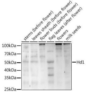 Western blot analysis of extracts of various tissues from the japonica rice (Oryza sativa L. ) variety Zhonghua 11, using Anti-HD1 Antibody (A310032) at 1:1000 dilution. The secondary Antibody was Goat Anti-Rabbit IgG H&L Antibody (HRP) at 1:10000 dilution