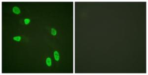 Immunofluorescence analysis of HeLa cells using Anti-Histone H4 Antibody. The right hand panel represents a negative control, where the antibody was pre-incubated with the immunising peptide.