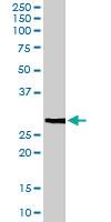 Anti-FFAR1 Goat Polyclonal Antibody