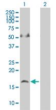 Anti-APLN Mouse Polyclonal Antibody