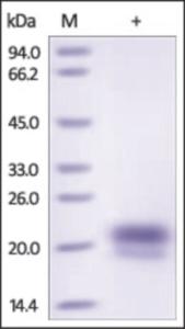 The purity of rh VEGF-C was determined by DTT-reduced (+) SDS-PAGE and staining overnight with Coomassie Blue.