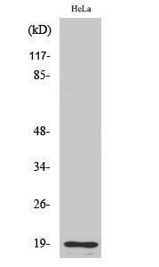 Western blot analysis of various cells using Anti-THRB (AP2,cleaved Arg327) Antibody