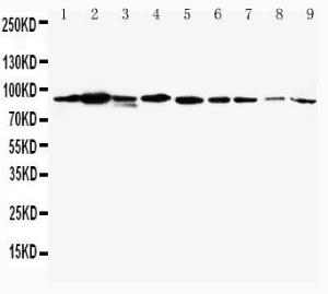 Anti-STAT1 Rabbit Polyclonal Antibody