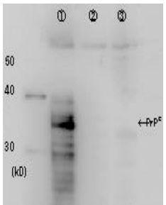 Anti-Prion protein PrP Antibody