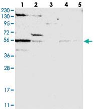 Anti-DRC3 Rabbit Polyclonal Antibody