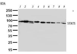 Anti-STAT1 Rabbit Polyclonal Antibody