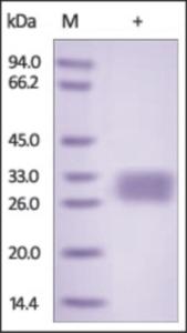 The purity of rh VSIG2 was determined by DTT-reduced (+) SDS-PAGE and staining overnight with Coomassie Blue.