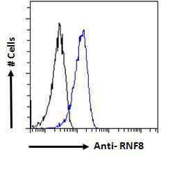 Anti-RNF8 Antibody (A82876) - Flow cytometric analysis of paraformaldehyde fixed HeLa cells (blue line), permeabilized with 0.5% Triton