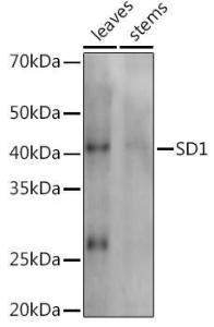 Antibody A310034-100 100 µl