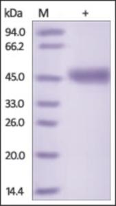 The purity of rh VSIG4 was determined by DTT-reduced (+) SDS-PAGE and staining overnight with Coomassie Blue.