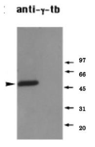 Anti-gamma Tubulin Antibody