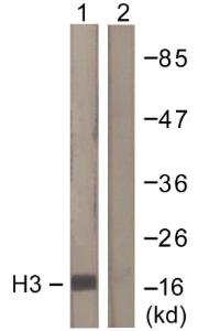 Western blot analysis of lysates from Raw264.7 cells, treated with TSA 400nM 24h using Anti-Histone H3 Antibody. The right hand lane represents a negative control, where the antibody is blocked by the immunising peptide.