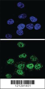 Anti-PKN3 Rabbit Polyclonal Antibody