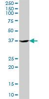 Anti-TSKU Mouse Polyclonal Antibody