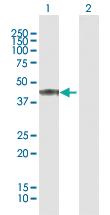 Anti-PER3 Rabbit Polyclonal Antibody