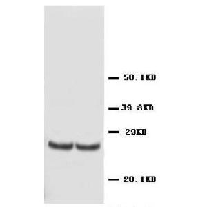 Anti-TIMP4 Rabbit Polyclonal Antibody