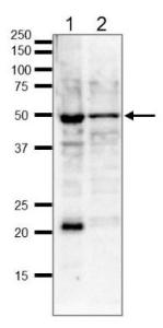 Anti-gamma Tubulin Antibody